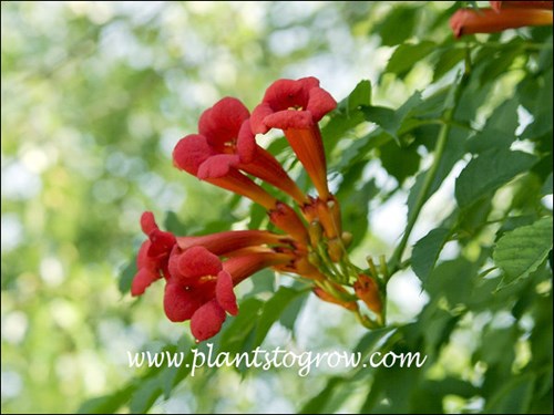 Minnesota Red Trumpet Vine (Campsis radicans)